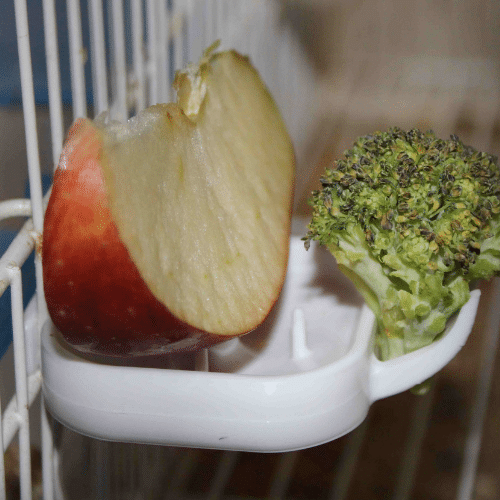 Frutero Floren de Moldes Ave