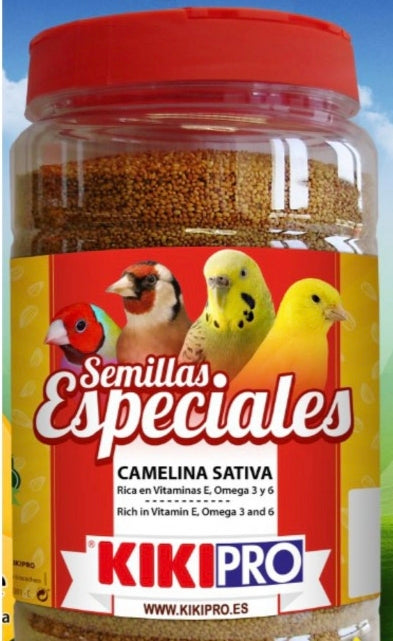 Camelina Sativa Blatner