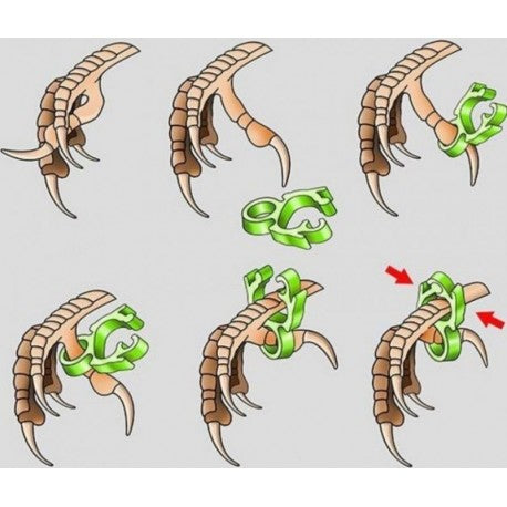 Anilla correctora dedo canarios o silvestres