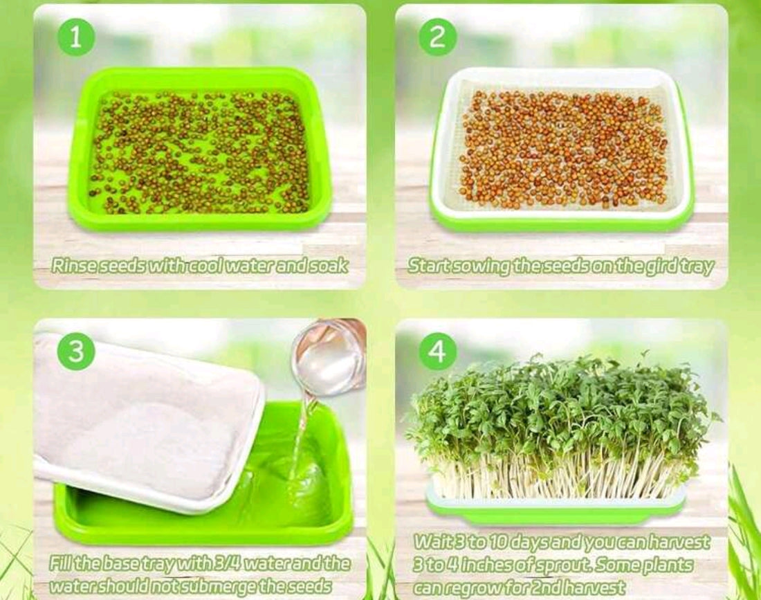Bandeja Germinadora